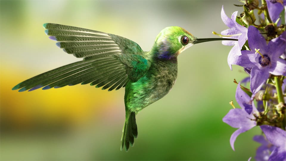 Google Hummingbird Small But Deadly